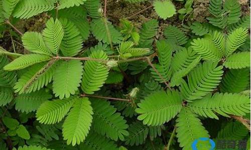 有什么植物可以预报天气?_有些什么植物可以预报天气