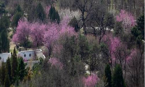 北京春天天气怎么样挺暖和的_北京春天天气怎么样