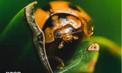 有哪些昆虫能预报天气_昆虫记中哪种昆虫能预测天气